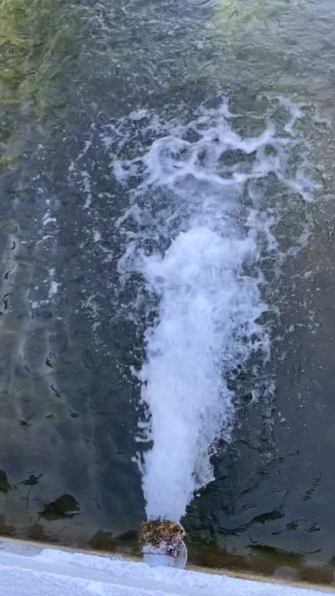 Evciler tarımsal kalkınma kooperatifi alabalık tesisleri